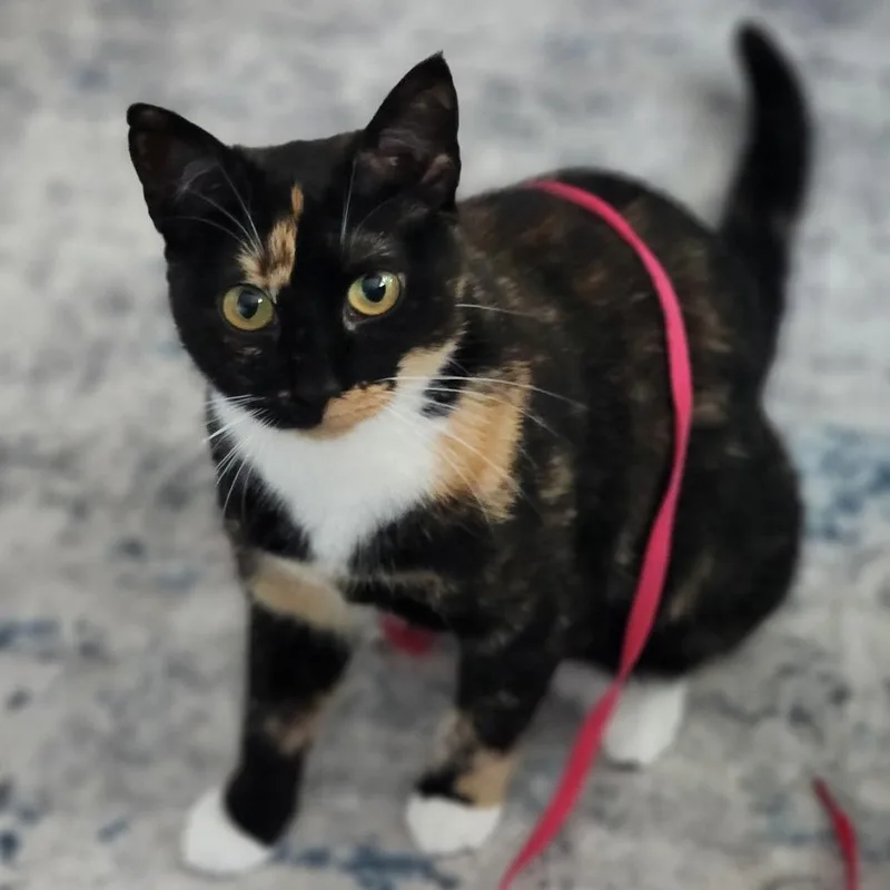 Seraphina thumbnail 4