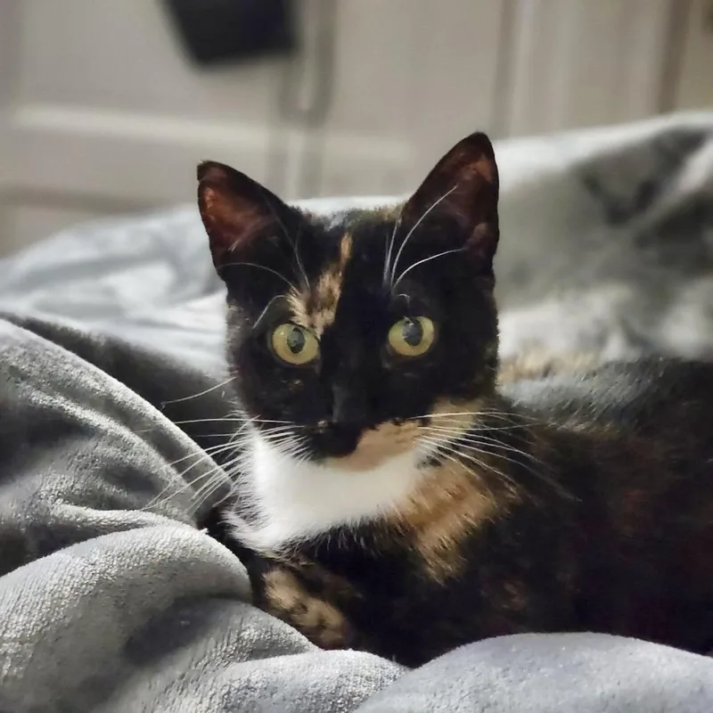 Seraphina thumbnail 5