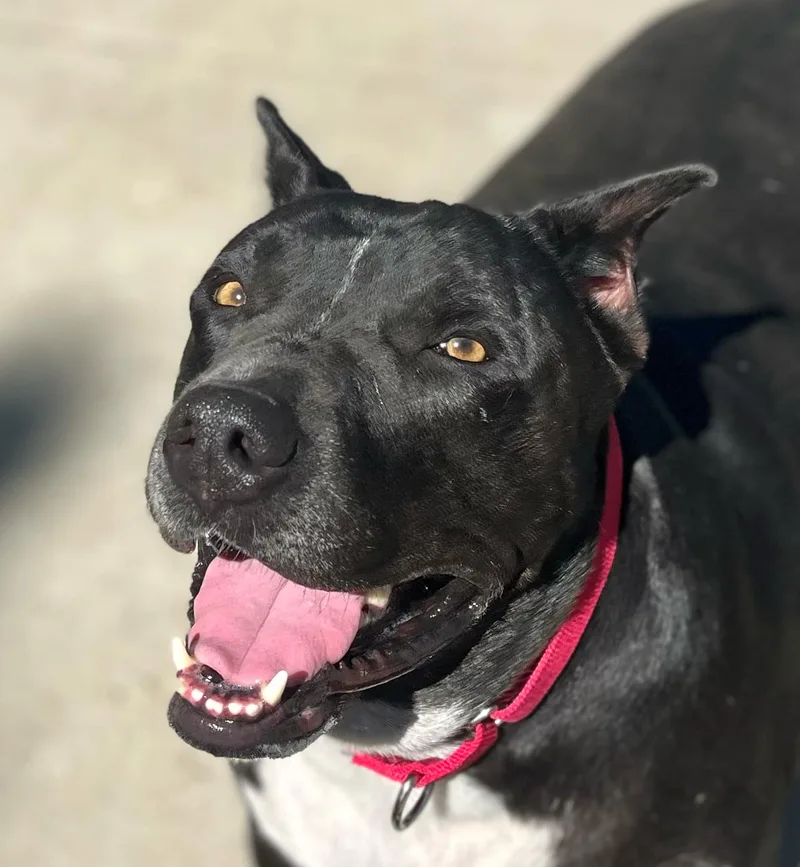 Nat King Cole Coal!! thumbnail 2