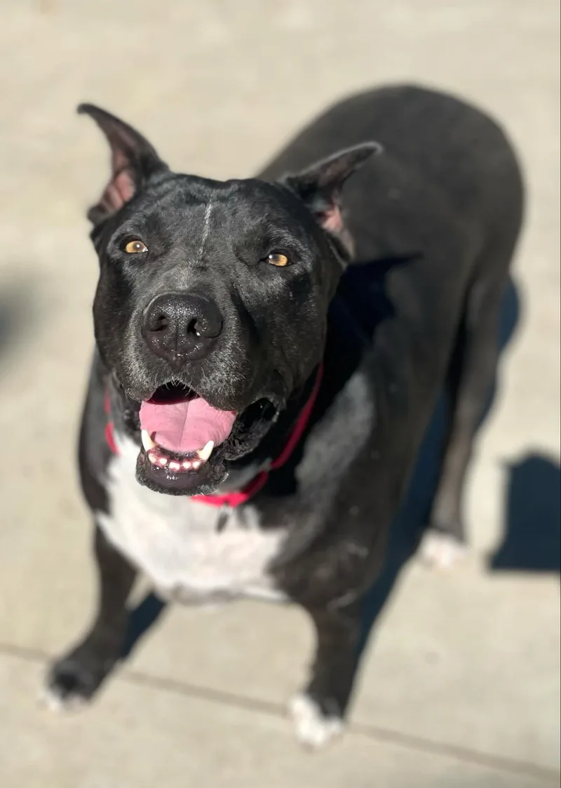 Nat King Cole Coal!! thumbnail 4