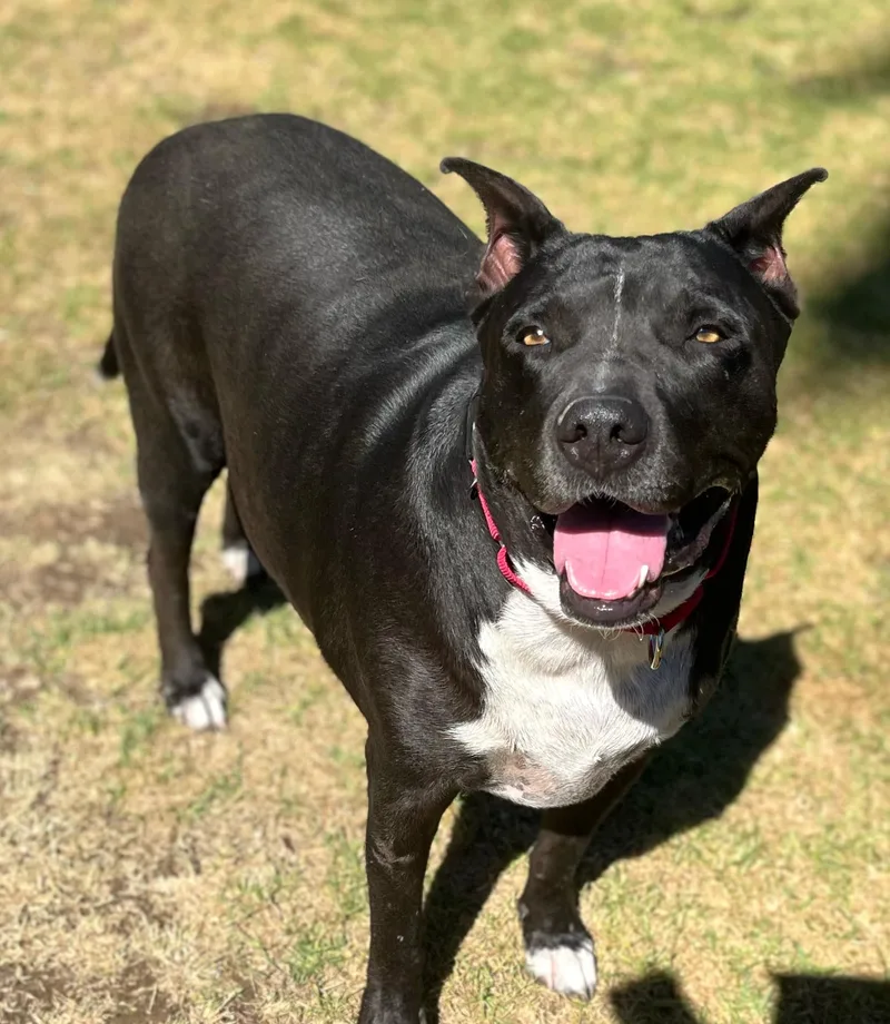 Nat King Cole Coal!! thumbnail 5