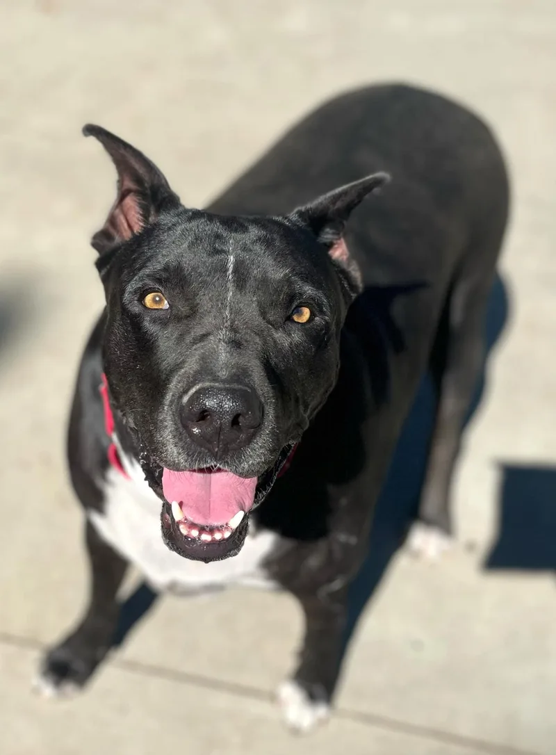 Nat King Cole Coal!! thumbnail 6