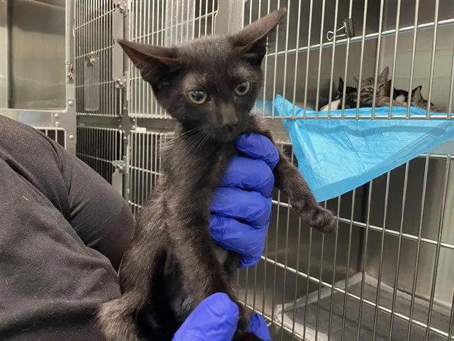 A baby small-sized female Black Domestic Short Hair cat named Mailroom for adoption in Tavares, FL