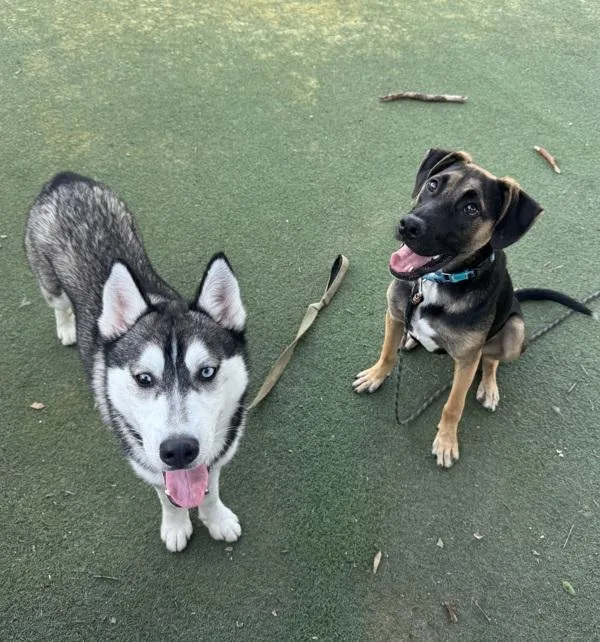 A young medium-sized male Siberian Husky dog named Dash for adoption in Oceanside, CA
