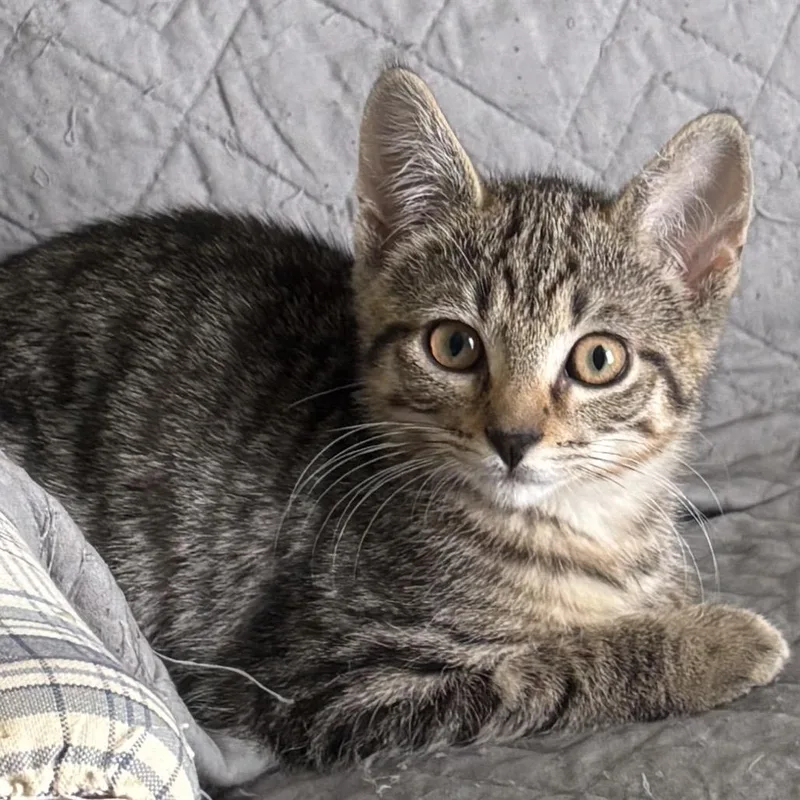 A baby small-sized male Brown / Chocolate Domestic Short Hair cat named Clover for adoption in Harrisonburg, VA