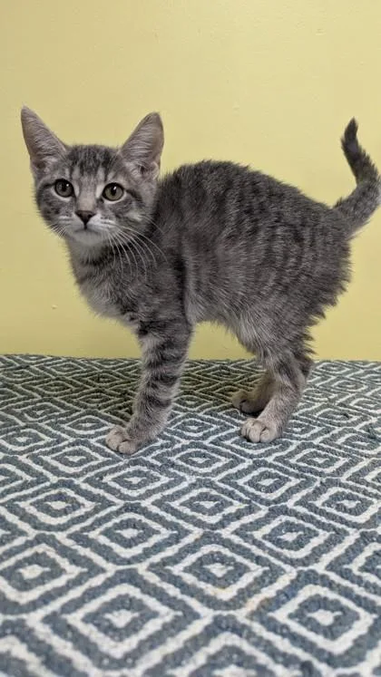 A young medium-sized female Tabby (Gray / Blue / Silver) Domestic Short Hair cat named M&m for adoption in Jackson, GA