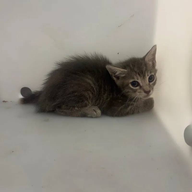 A baby small-sized female Gray / Blue / Silver Domestic Short Hair cat named Ash for adoption in Columbus, GA