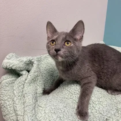 A baby small-sized female Domestic Short Hair cat named Thing for adoption in Janesville, WI