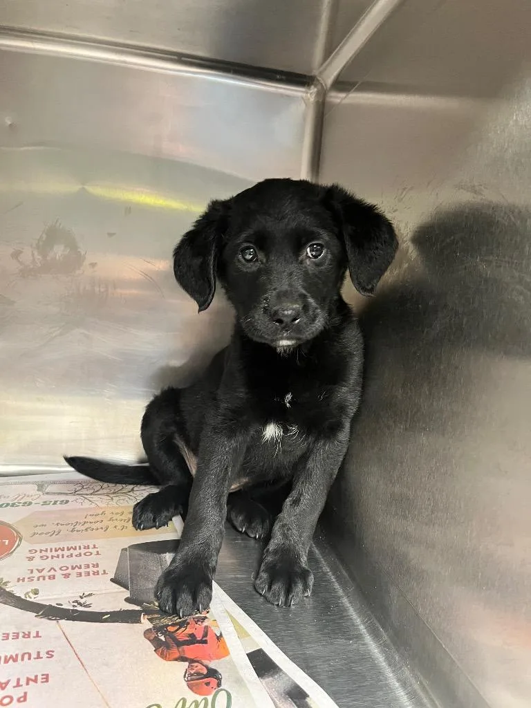 A baby medium-sized female Poodle dog named Clover for adoption in Hopkinsville, KY