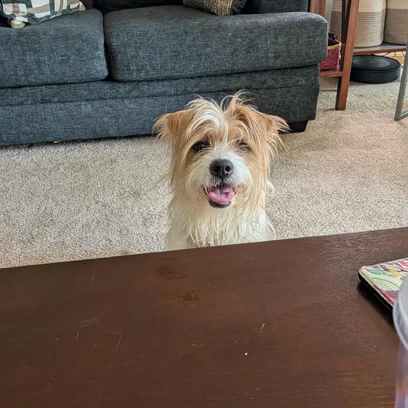 An adult medium-sized male White / Cream Terrier dog named Grady for adoption in Avon, OH