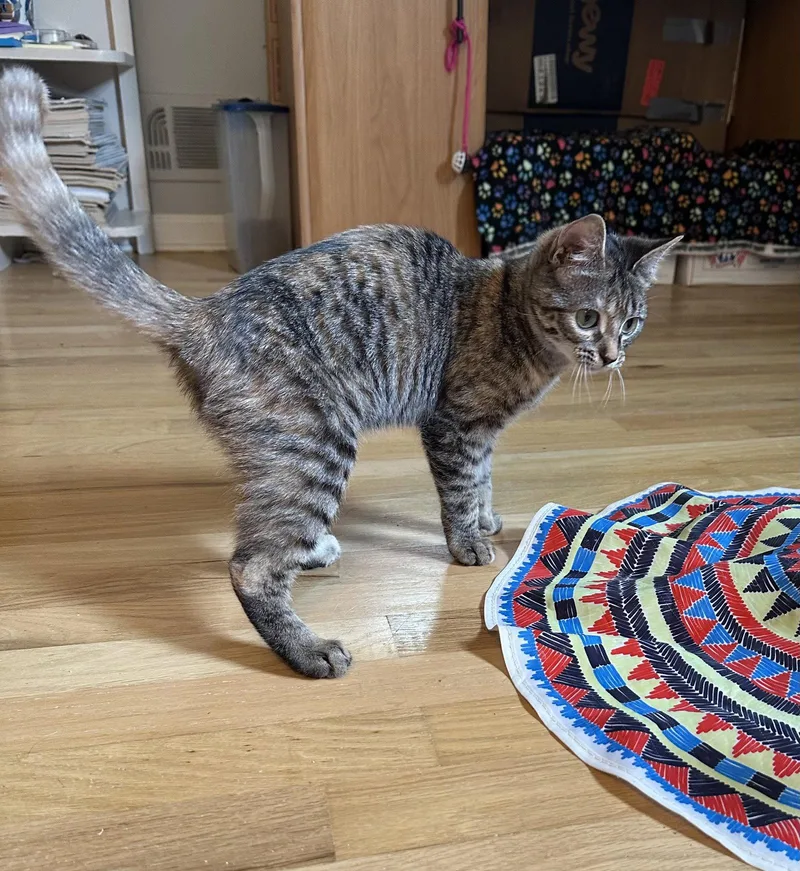 A baby medium-sized female Domestic Short Hair cat named Kirana for adoption in Trenton, NJ