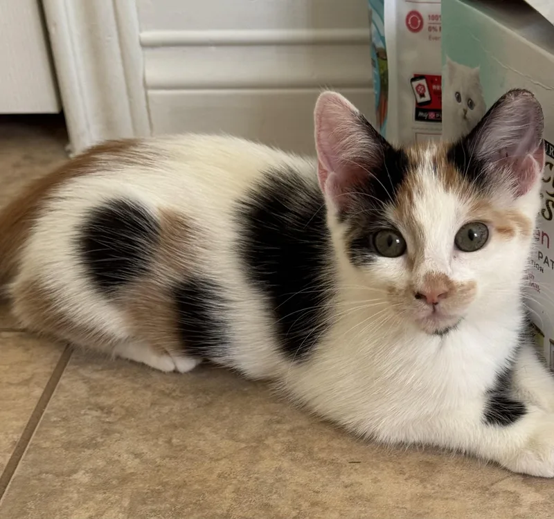 A young medium-sized female Calico Domestic Short Hair cat named Tabitha for adoption in san antonio, TX