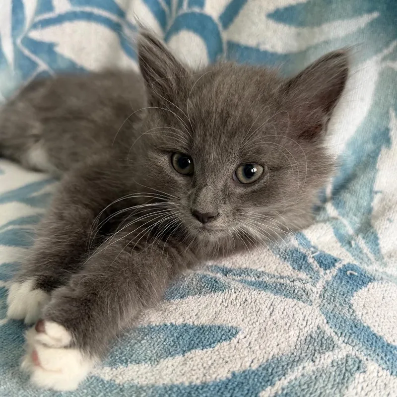 A baby small-sized male Gray / Blue / Silver Domestic Short Hair cat named Sterling for adoption in Frederick, MD