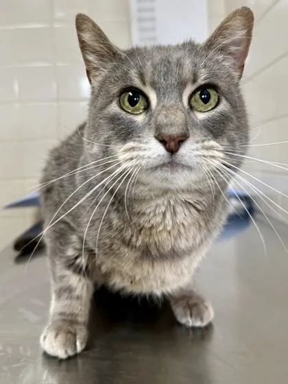 A senior medium-sized female Domestic Short Hair cat named Molly for adoption in San Antonio, TX