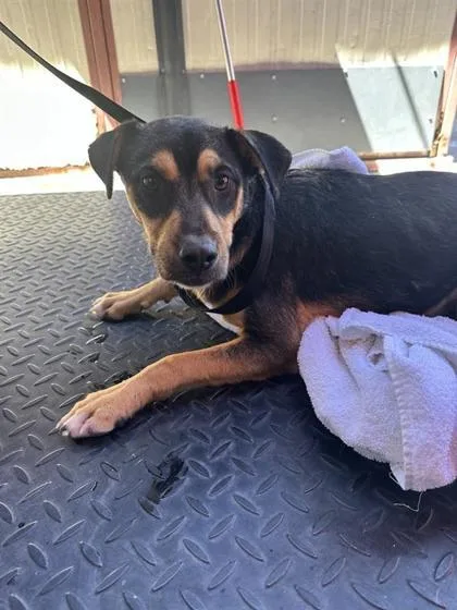 An adult medium-sized male Mixed Breed dog named Omelet for adoption in El Paso, TX