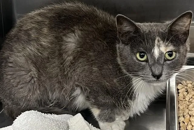 A young small-sized female Domestic Short Hair cat named Suri for adoption in Upper Marlboro, MD