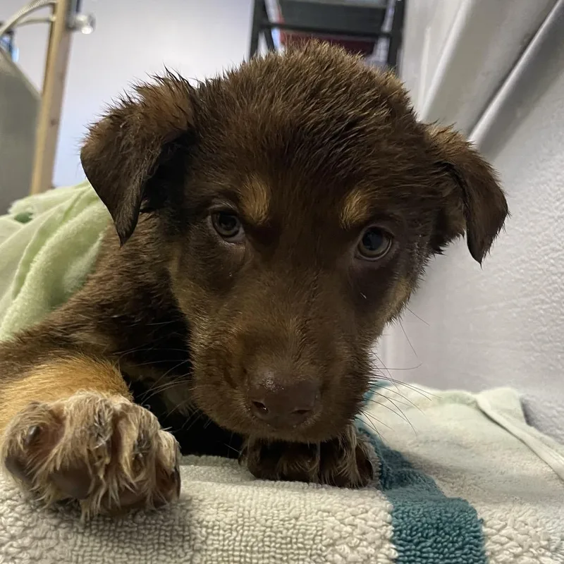 A baby small-sized male Cattle Dog dog named Grimm for adoption in Spokane, WA