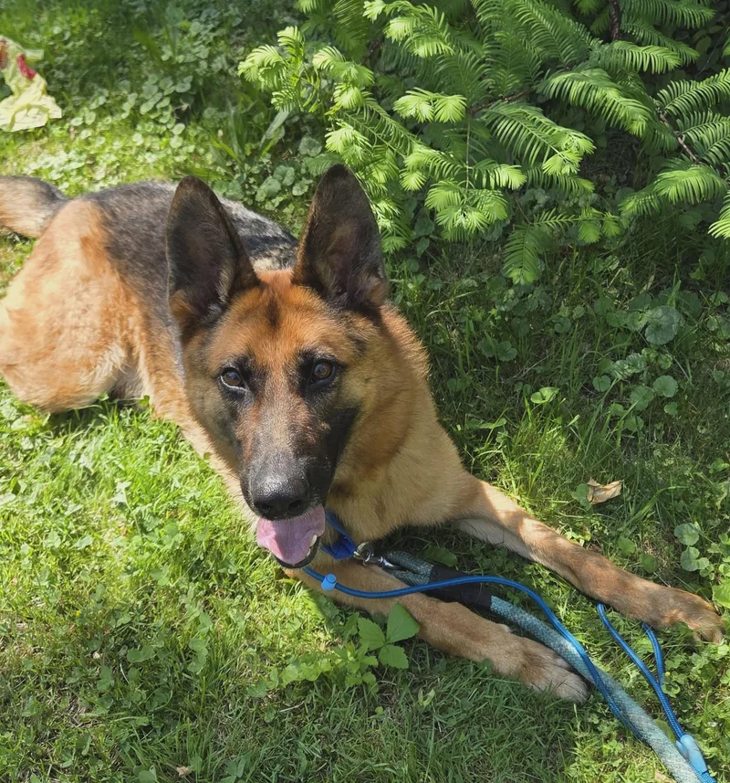 Caesar
