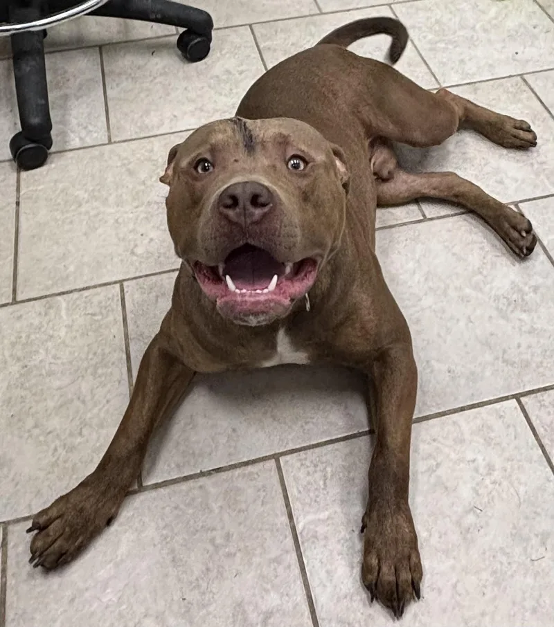 A young medium-sized male Red / Chestnut / Orange Pit Bull Terrier dog named Buster for adoption in Vernon, NJ