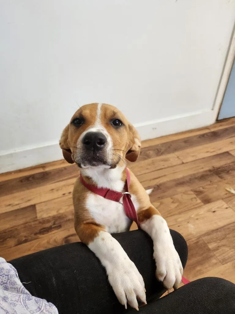 A baby medium-sized female Labrador Retriever dog named Izzie for adoption in Fayetteville, TN