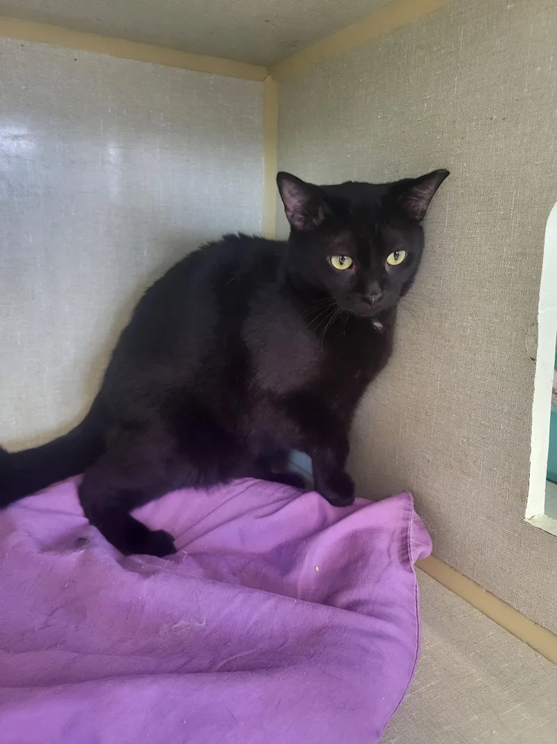 A young medium-sized male Black Domestic Short Hair cat named Binx for adoption in Iroquois, IL