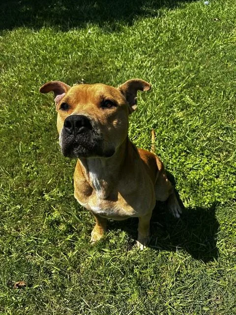 An adult large-sized male Staffordshire Bull Terrier dog named Redd for adoption in Appling, GA