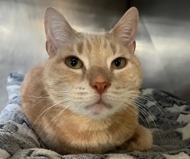An adult medium-sized male Domestic Short Hair cat named Queso for adoption in Fall River, MA