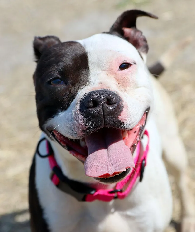 An adult medium-sized female White / Cream Boxer dog named Athena for adoption in Kansas City, KS