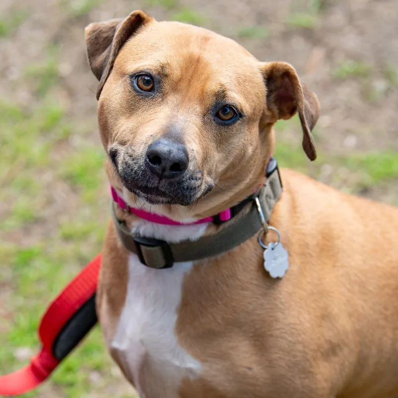 An adult medium-sized female Yellow / Tan / Blond / Fawn Mixed Breed dog named Honey for adoption in Kennebunk, ME