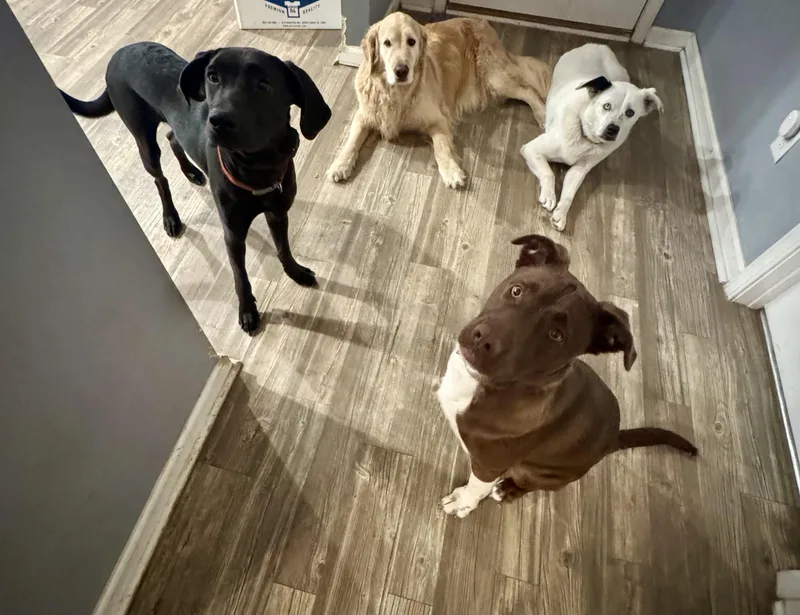 Snickers thumbnail 2