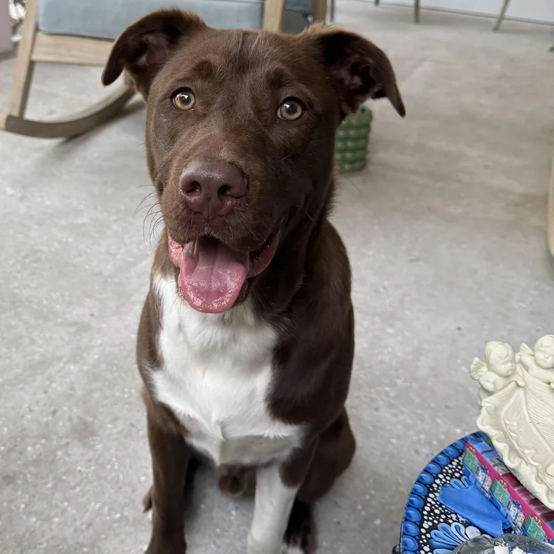 Snickers thumbnail 3