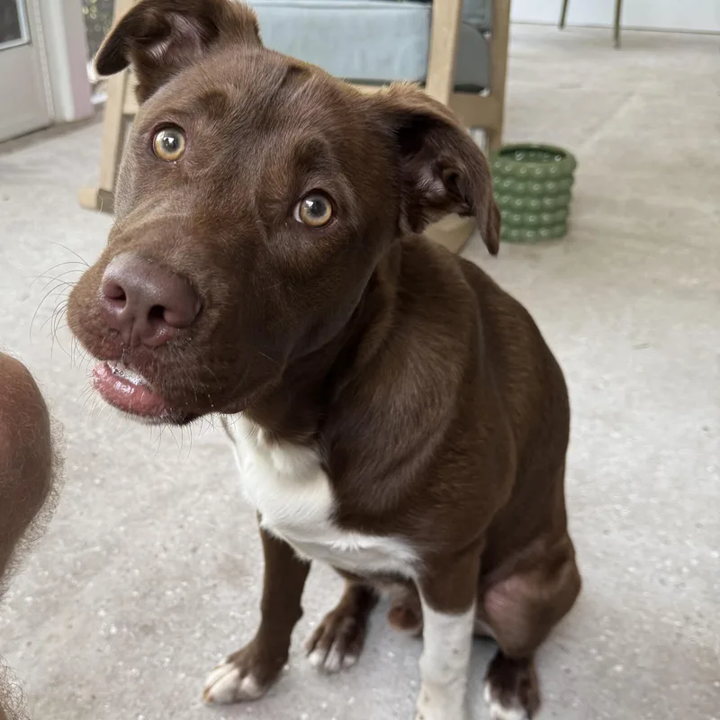 Snickers thumbnail 4