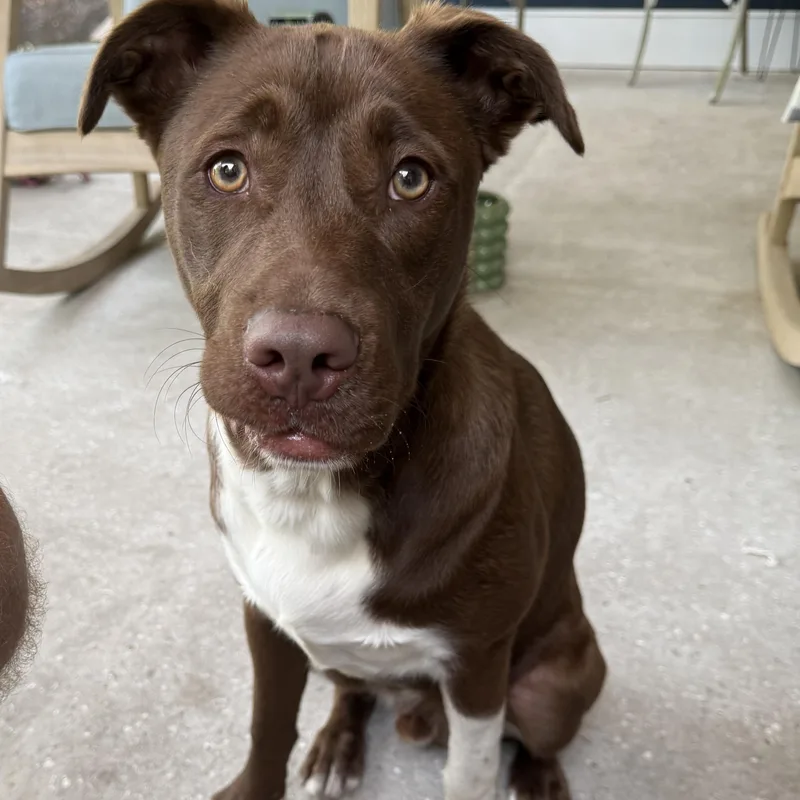 Snickers thumbnail 5