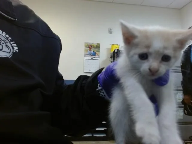 A baby small-sized female Domestic Short Hair cat named Layla for adoption in Miami, FL