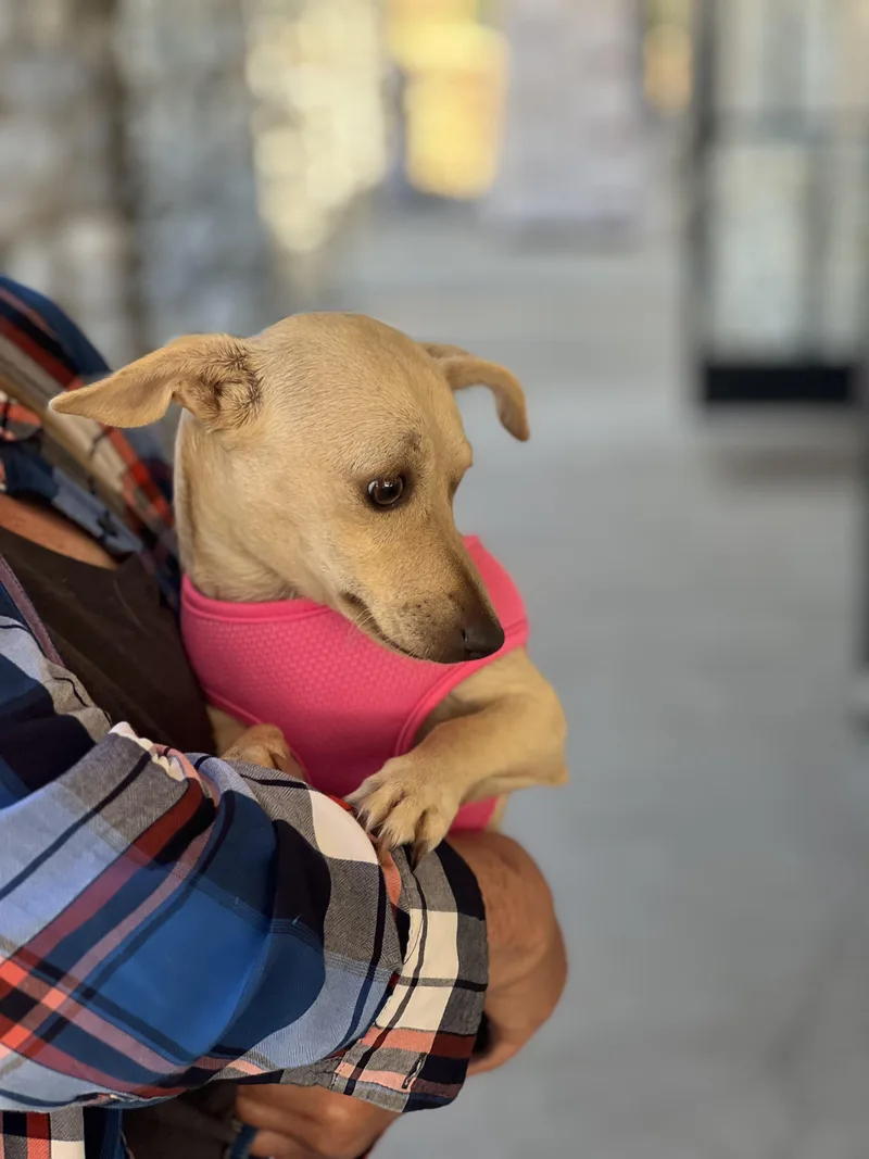 A young small-sized female Red / Chestnut / Orange Chihuahua dog named Sarah for adoption in Encino, CA