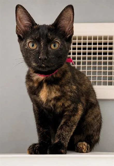 A baby small-sized female Domestic Short Hair cat named Boots for adoption in Statesville, NC