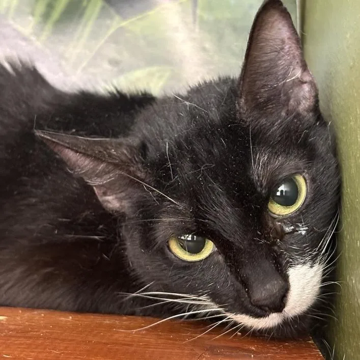 An adult medium-sized female Black Domestic Short Hair cat named Mini for adoption in Hattiesburg, MS