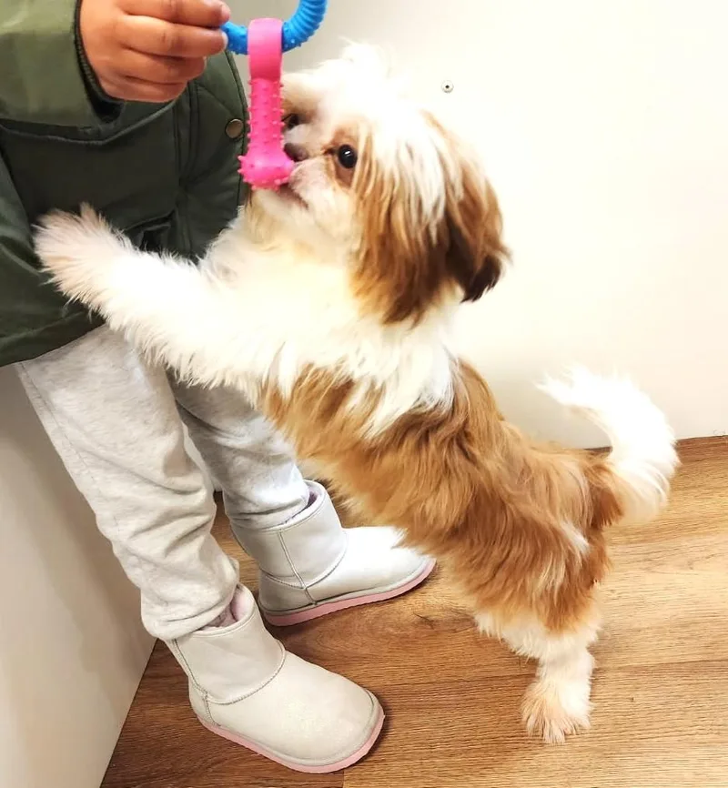A young small-sized male Apricot / Beige Shih Tzu dog named Chase for adoption in Ypsilanti, MI