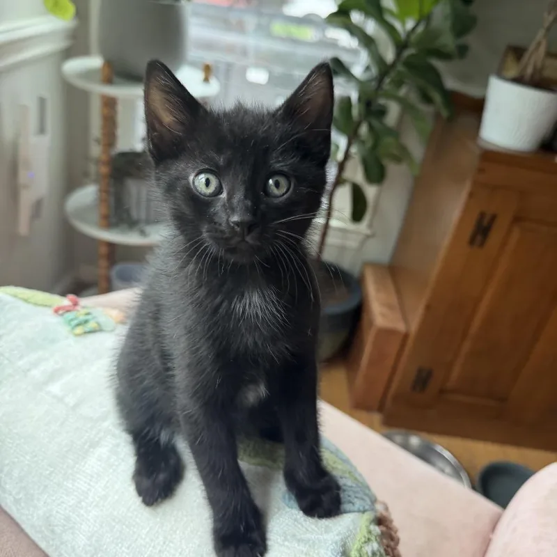 A baby small-sized male Black Domestic Short Hair cat named Bits for adoption in Potomac, MD