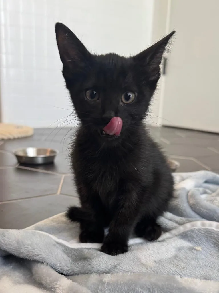 A baby medium-sized female Domestic Short Hair cat named Harper for adoption in San Antonio, TX