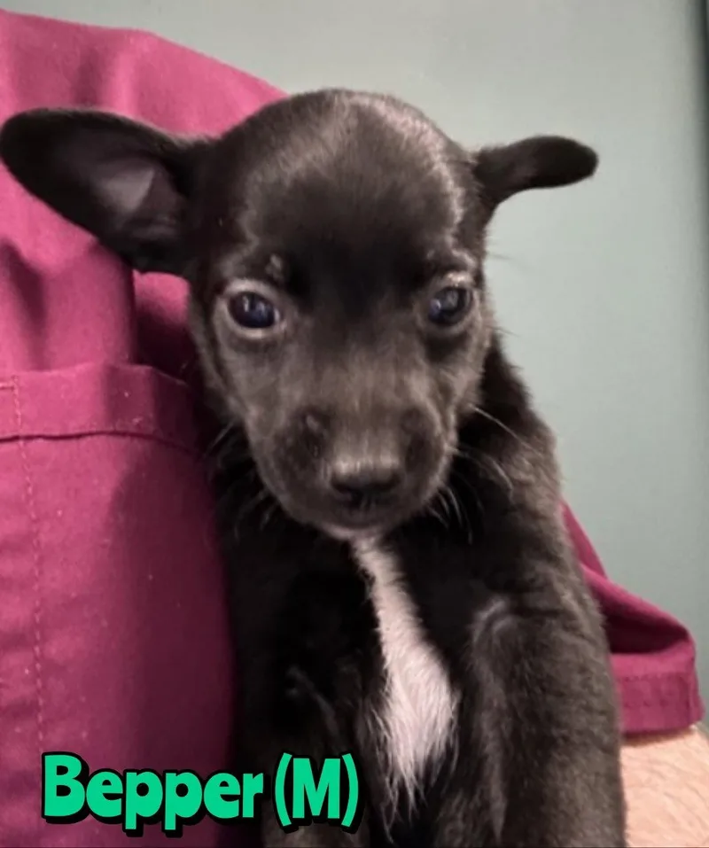 A baby small-sized male Chihuahua dog named Bepper for adoption in Holbrook, NY