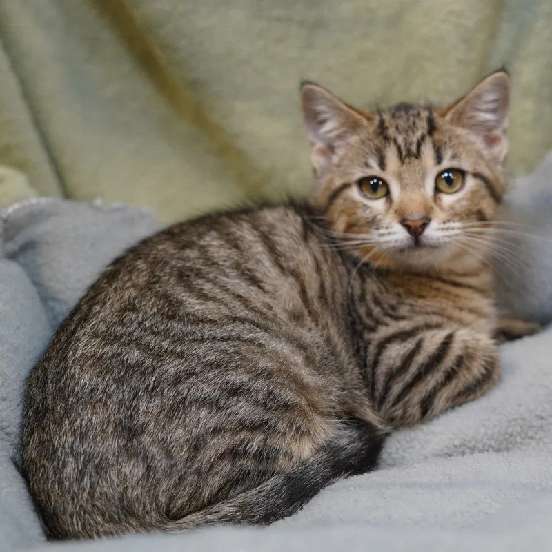 A baby medium-sized female Tabby cat named Dawn for adoption in Garland, TX