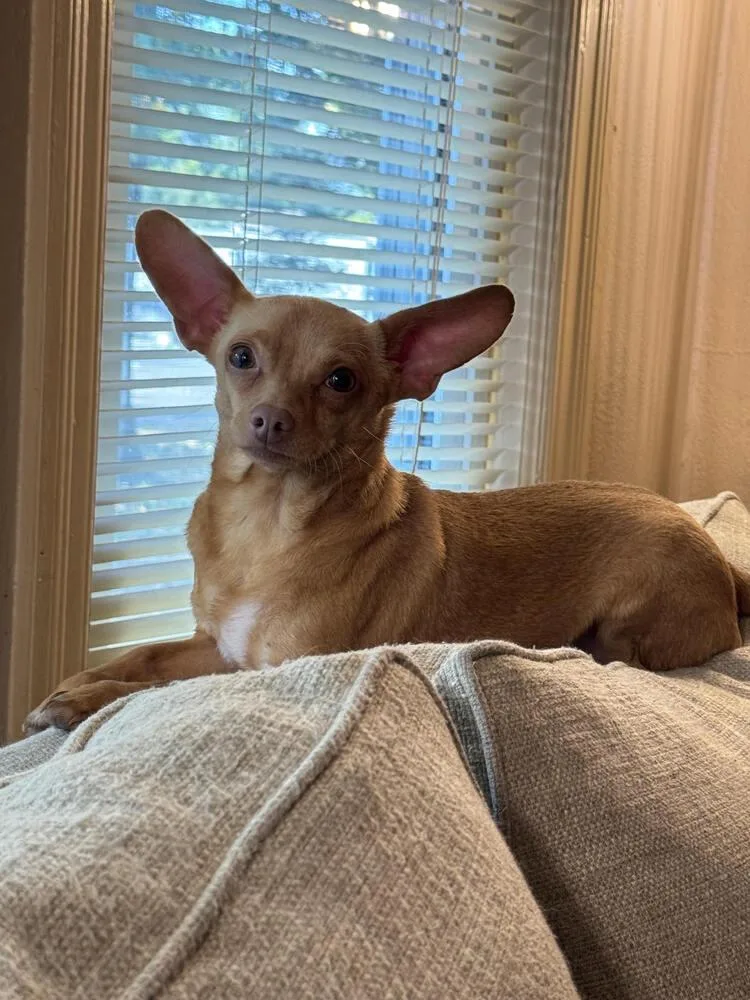 Peanut