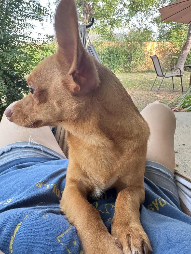 Peanut thumbnail 2