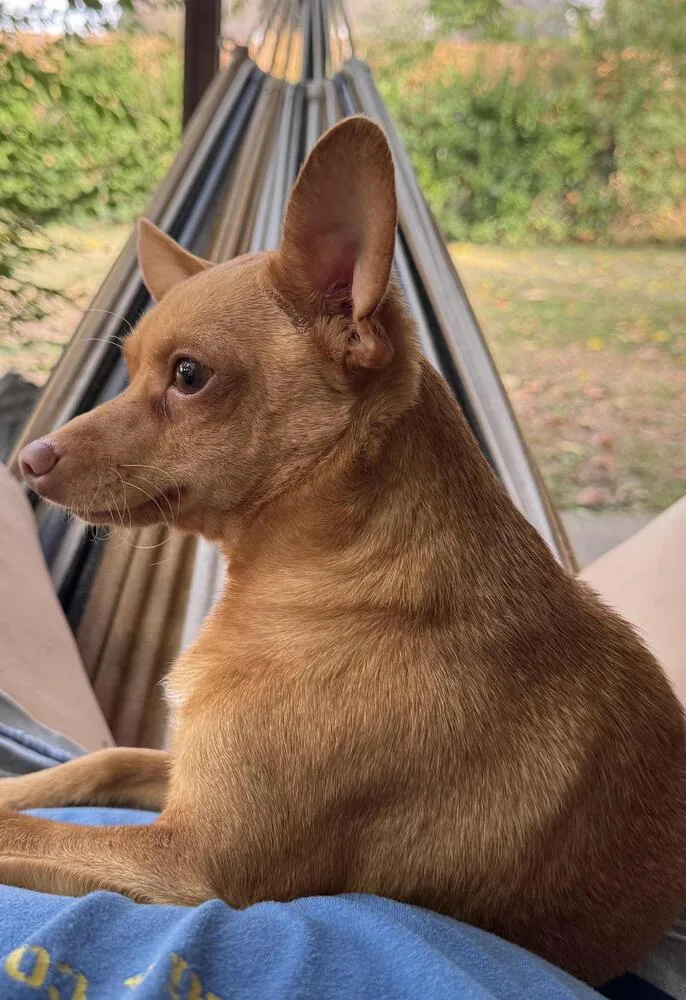 Peanut thumbnail 3
