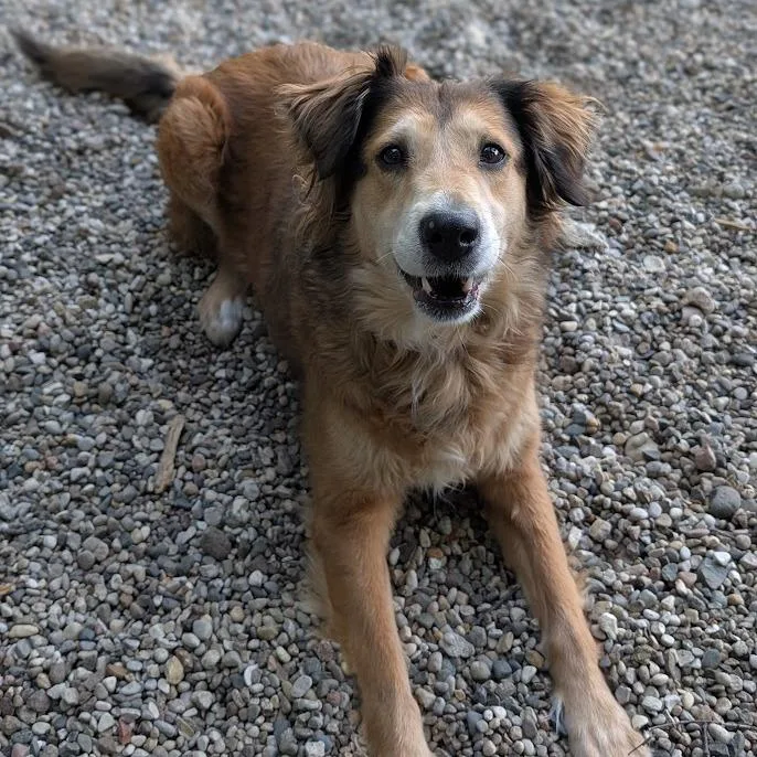 A senior medium-sized female Brown / Chocolate Mixed Breed dog named Rusty for adoption in West Olive, MI