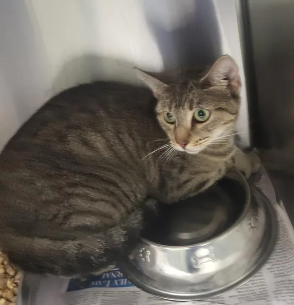 An adult small-sized female Domestic Short Hair cat named Pen  Boots for adoption in Lawrenceville, GA