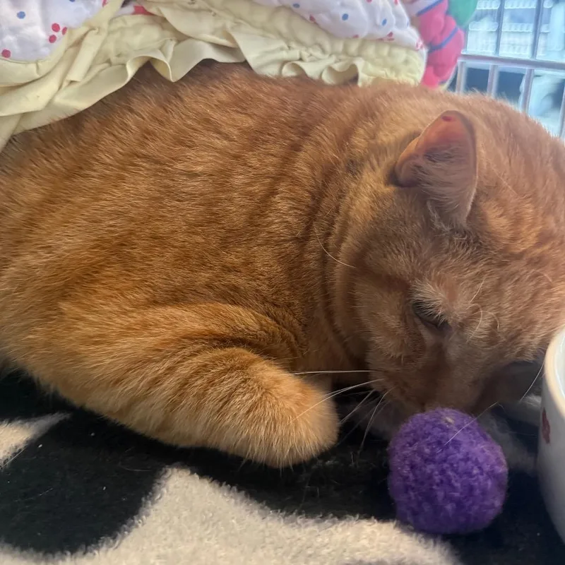 A senior large-sized male Orange / Red Manx cat named Cupcake for adoption in Newark, DE