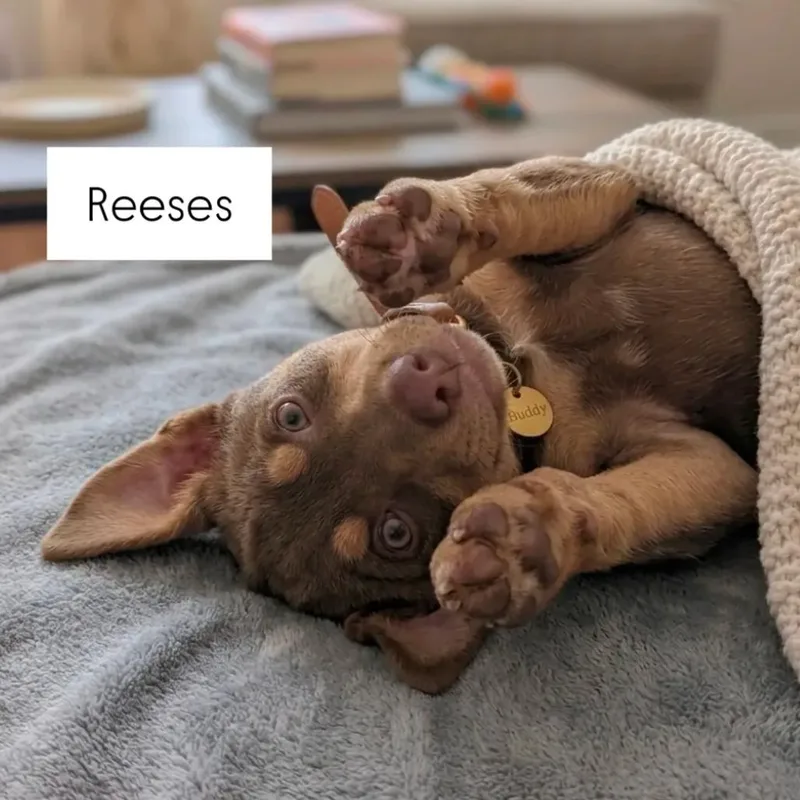 Reeses