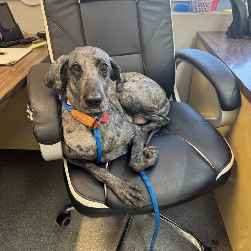 An adult medium-sized female Poodle dog named Bella for adoption in Delaware, OH